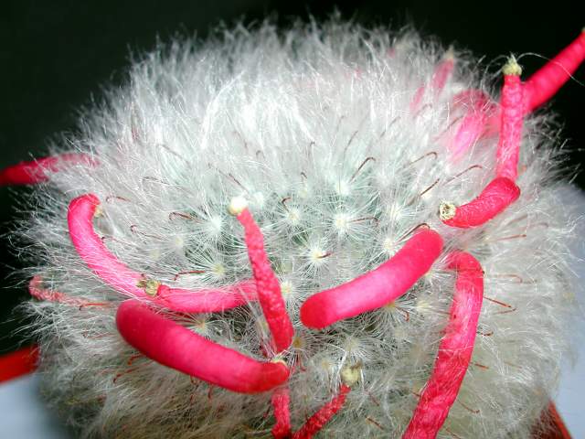 Mammillaria bocasana var. splendens (1).jpg